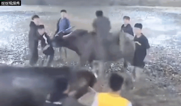 搭档网 贵阳市高坡乡斗牛比赛现场冲突致人死亡？假的！